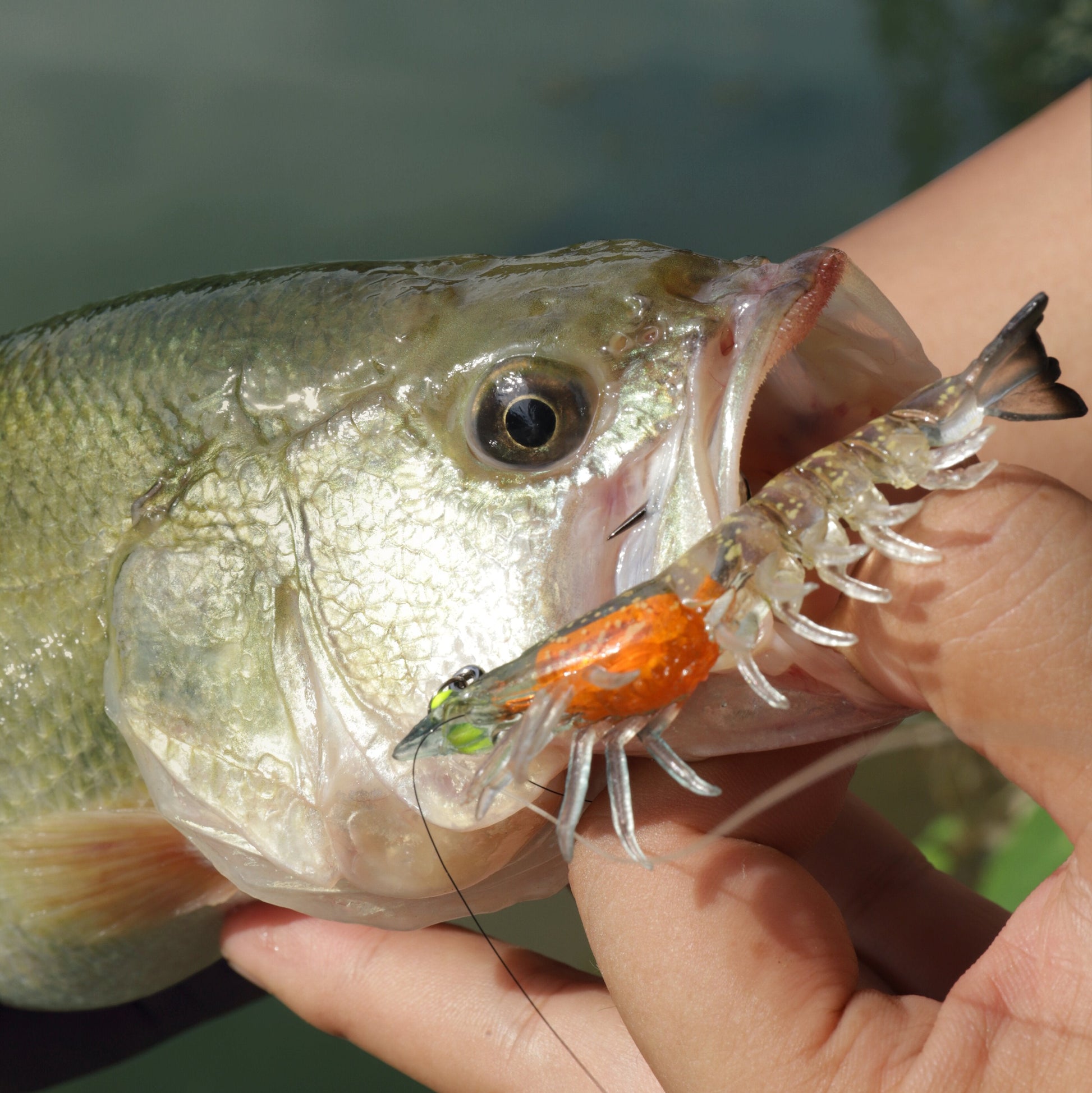 Pre Rigged Soft Shrimp Lure - Kiaoa